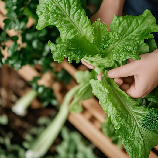正念烹饪课堂 愈见可持续 商品图0