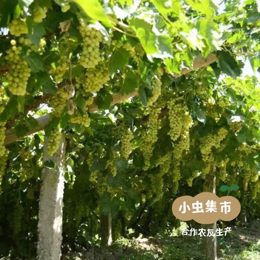 生态香葡山楂糕 250g/盒 | 合作农友生产，产自，生产者：徐春传 *【公平贸易农人定价】 商品图12