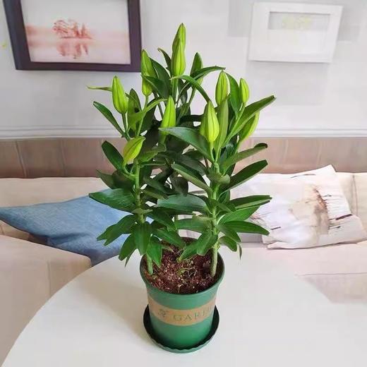 【克莱特百合.盆栽】180#1盆+送加仑盆1个+送底托1个/份/份 花剑不少于3支花苞约10-15朵  （云南圆通发货） 商品图0