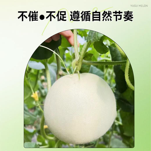 【专属】玉菇甜瓜 冰淇淋口感 软糯香甜当季现摘水果 顺丰包邮 源产地直发 商品图5