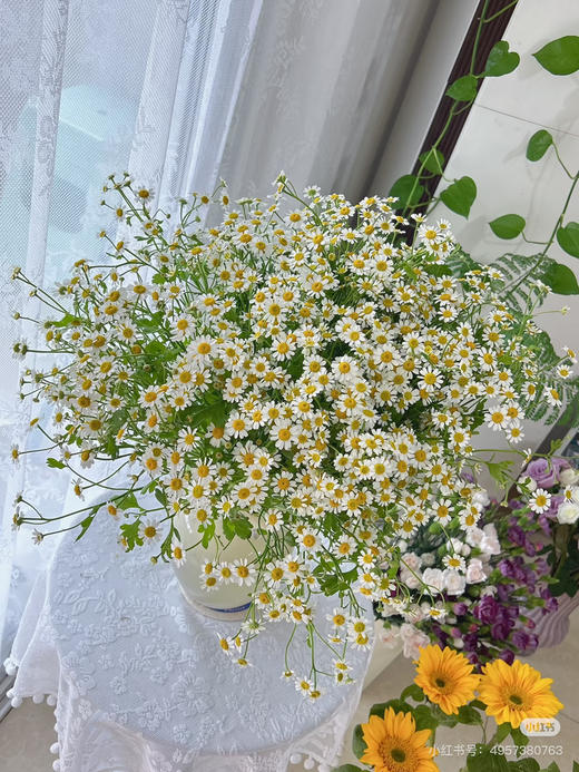 预售15号到货A级洋甘菊 一扎0.3Kg 支长70厘米 商品图1