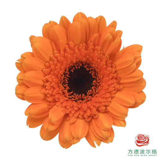 莫里斯 非洲菊 10枝一扎 商品图2