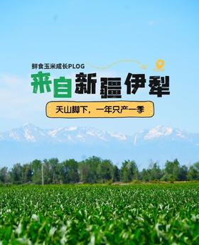 产地直发！新疆白糯玉米黄金玉米段【 天然雪水滋养 天然纯净  自然生产 香甜软糯会拉丝   人工采摘 真空包装  颗粒饱满 】