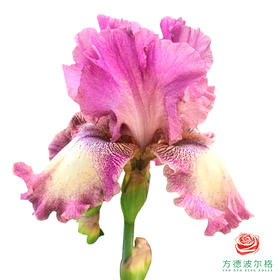 德国鸢尾-归来玫瑰