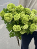 国产花材-开花【木绣球】A 商品缩略图3