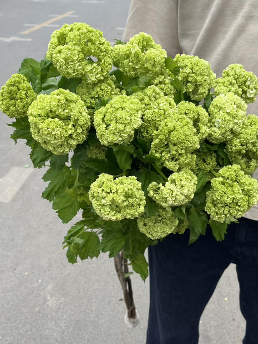 国产花材-开花【木绣球】A 商品图3