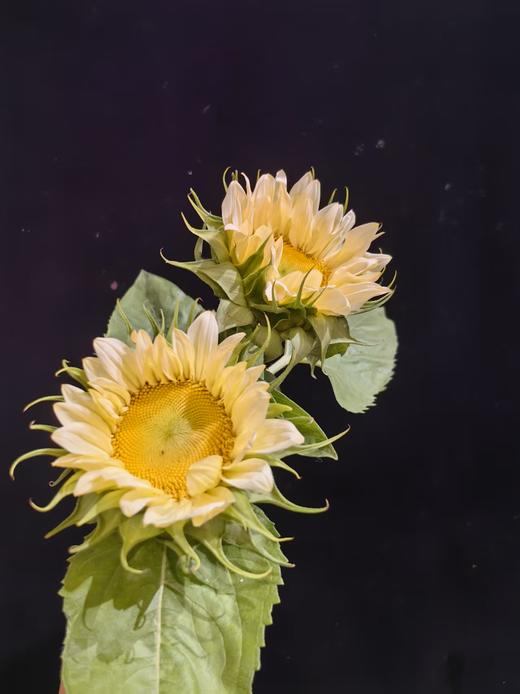 奶油色向日葵鲜切花5支 商品图5