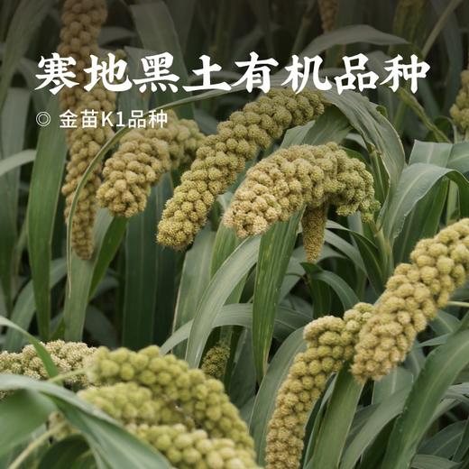 【清心湖甄选&全网比价】有机鲜芽金米（有机小米）5斤  保留胚芽和胚乳 当季新谷粗碾 富含膳食纤维 粗粮杂粮 香软稠黄 黏腻软糯 带盖包装好保存 商品图1