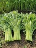 茼蒿1.98元1斤，次日到 商品缩略图0