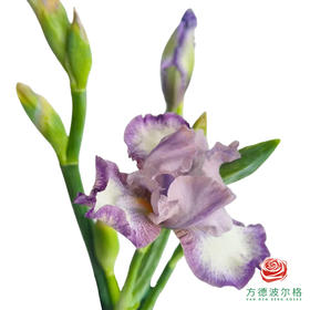 德国鸢尾-克里斯蒂