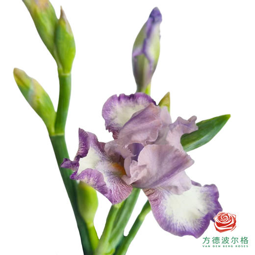 德国鸢尾-克里斯蒂 商品图0