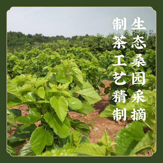 【不含茶碱咖啡因】精制桑茶粉 桑叶茶 桑叶粉代抹茶/烹调营养绿色 商品图4