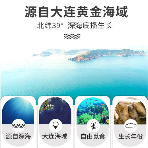 尊岛淡干海参礼盒 500g【鲜知30.0】 商品图4