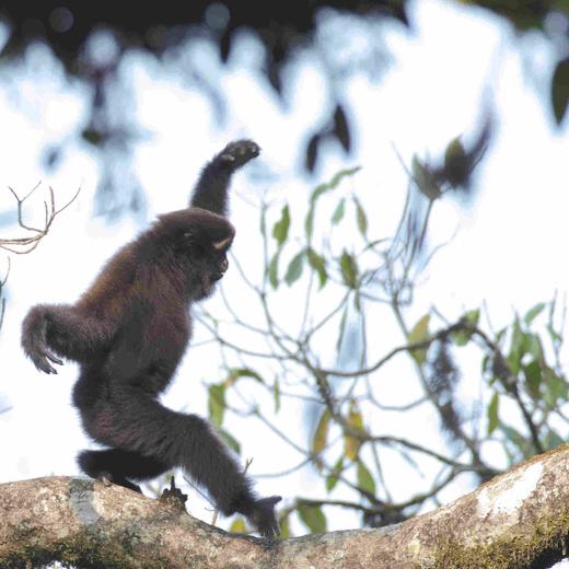 【暑假】康藤高黎贡 | 在毛毛球森林，看盛夏自然博物营 5天4晚 商品图1