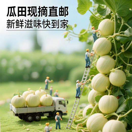 【专属】玉菇甜瓜 冰淇淋口感 软糯香甜当季现摘水果 顺丰包邮 源产地直发 商品图2
