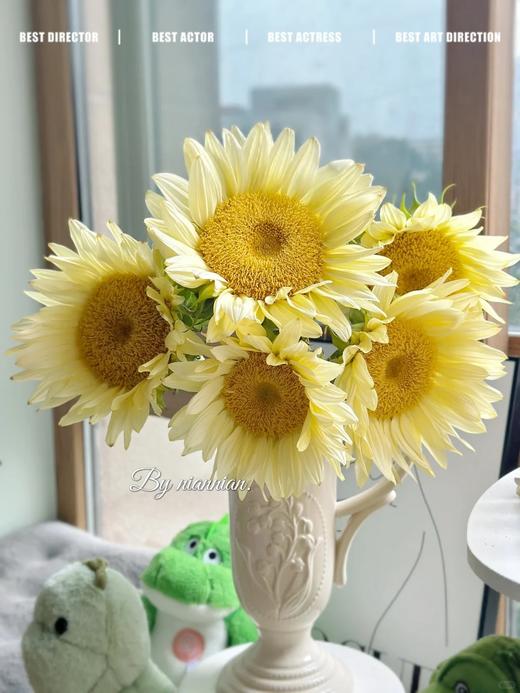 奶油色向日葵鲜切花5支 商品图0