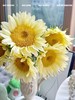 奶油色向日葵鲜切花5支 商品缩略图2
