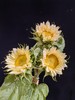 奶油色向日葵鲜切花5支 商品缩略图6