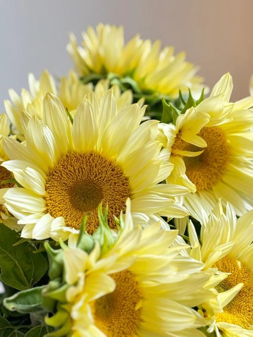 奶油色向日葵鲜切花5支 商品图3