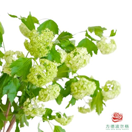 进口木绣球 10枝1扎 商品图1