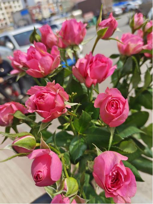 蔷薇泡泡3枝 商品图1