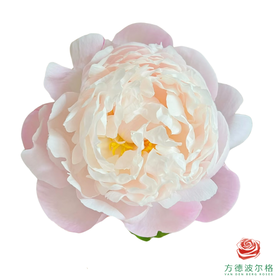 芍药 栀子 5枝1扎