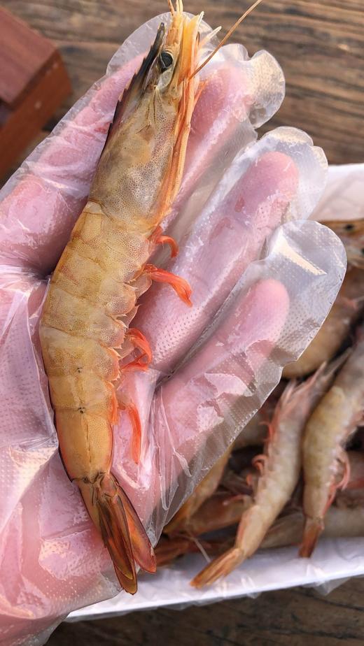 香蕉虾 商品图5