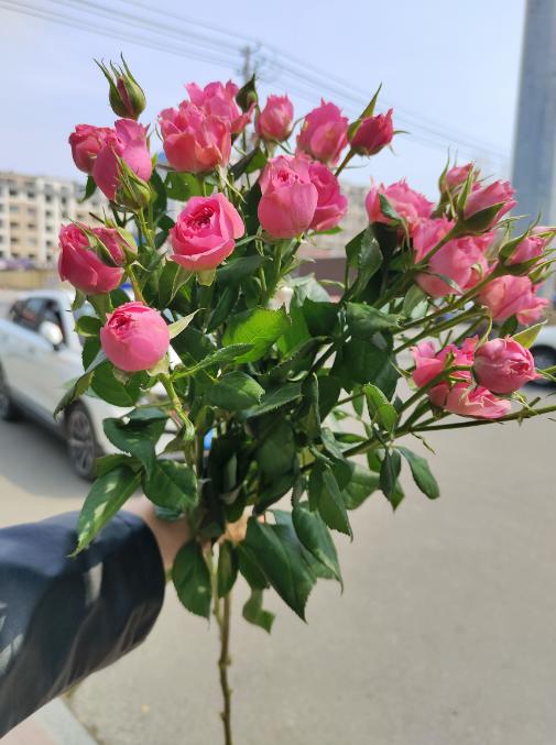 蔷薇泡泡3枝 商品图2