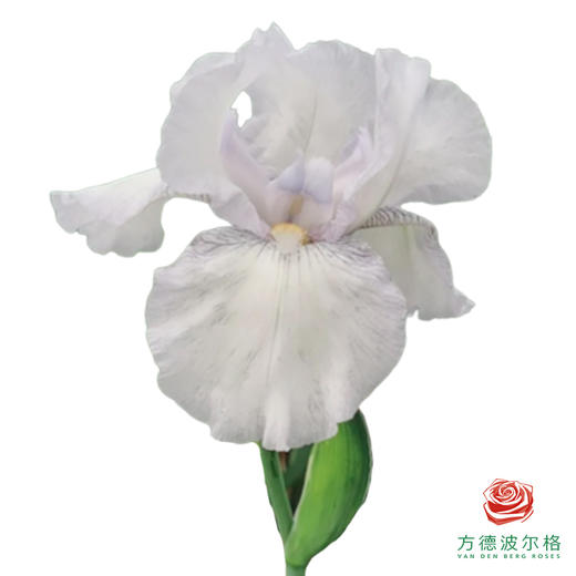 德国鸢尾-英式小屋 商品图0