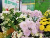 小雏菊3支 商品缩略图2