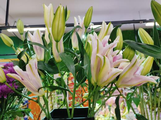 粉色多头百合3支 商品图0