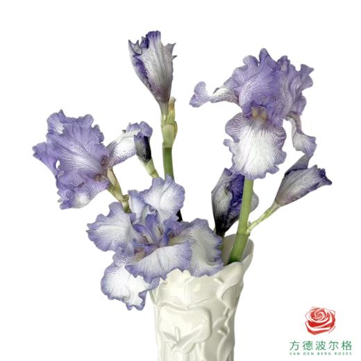 德国鸢尾-大胆印花  1枝 商品图0