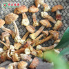 广东清远连州市粤众佳源精选姬松茸礼盒170g/盒 商品缩略图2