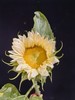 奶油色向日葵鲜切花5支 商品缩略图7