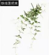 铁线莲把束1*1件 商品图0