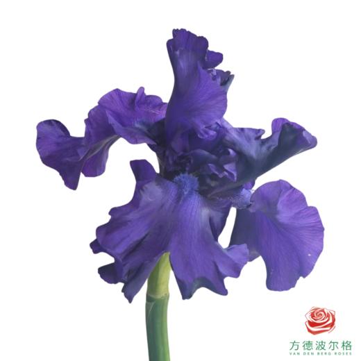 德国鸢尾-暗战  1枝 商品图1