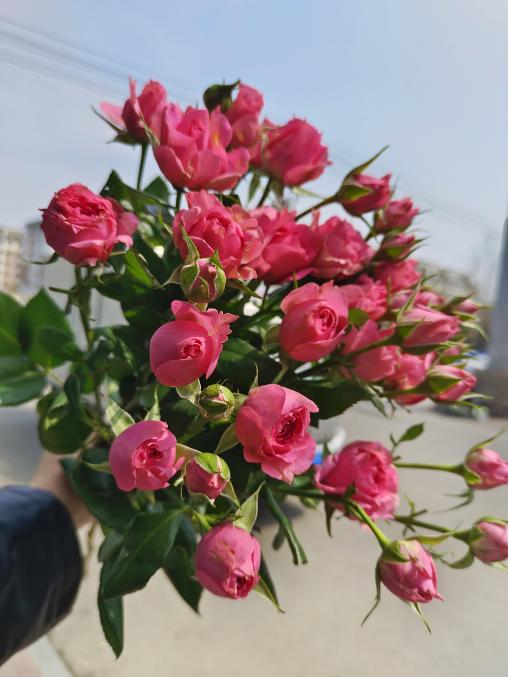 蔷薇泡泡3枝 商品图0