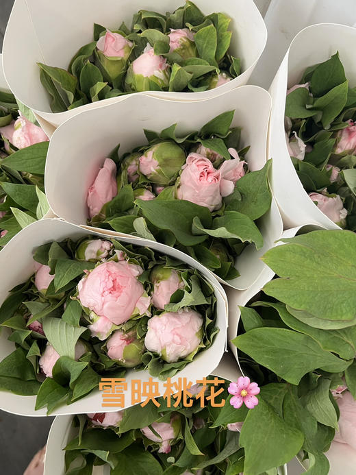 国产牡丹-【雪映桃花】10枝 商品图1