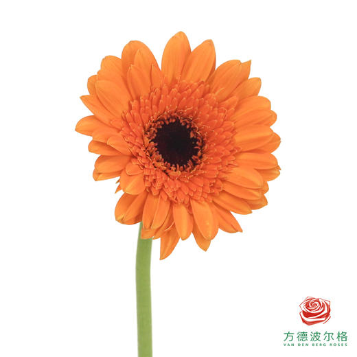 莫里斯 非洲菊 10枝一扎 商品图4