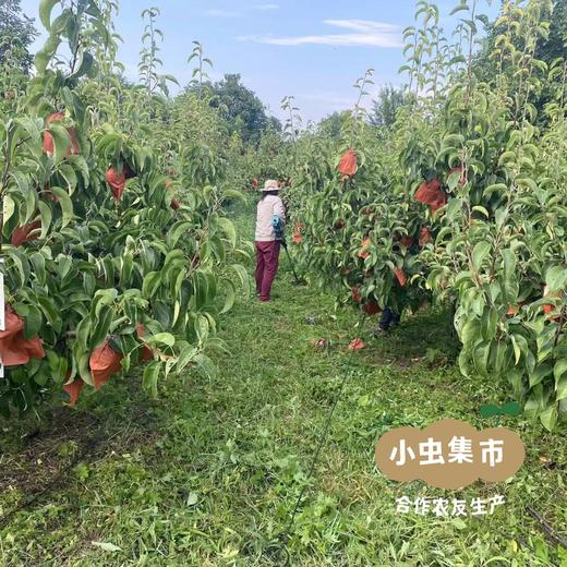 生态秋梨饼（芝麻味/原味）125g/盒 | 合作农友生产，来自江苏镇江，生产者：徐春传 *【公平贸易农人定价】 商品图9