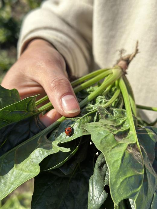 【下单后72小时内发货·陌上生态厨房手工水饺】自有农场 包前新鲜采摘蔬菜 面皮顺滑、劲道，馅料鲜香本味，0添加自然调味 20克x15个/盒 商品图3