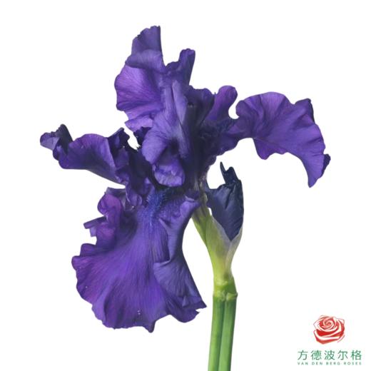 德国鸢尾-暗战  1枝 商品图0