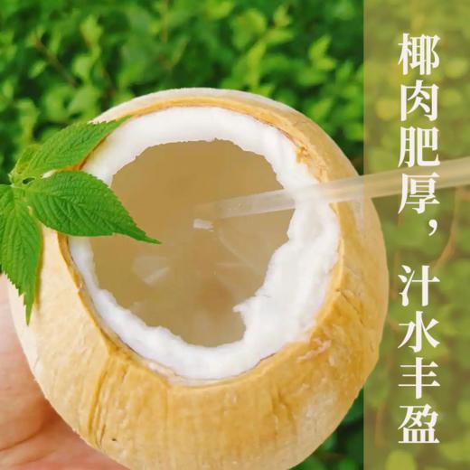 泰国香水椰 甄选大果 自然成熟 肉厚多汁 椰汁清澈透白  甘甜可口  椰香浓郁  就一口果香四溢更香甜 商品图0