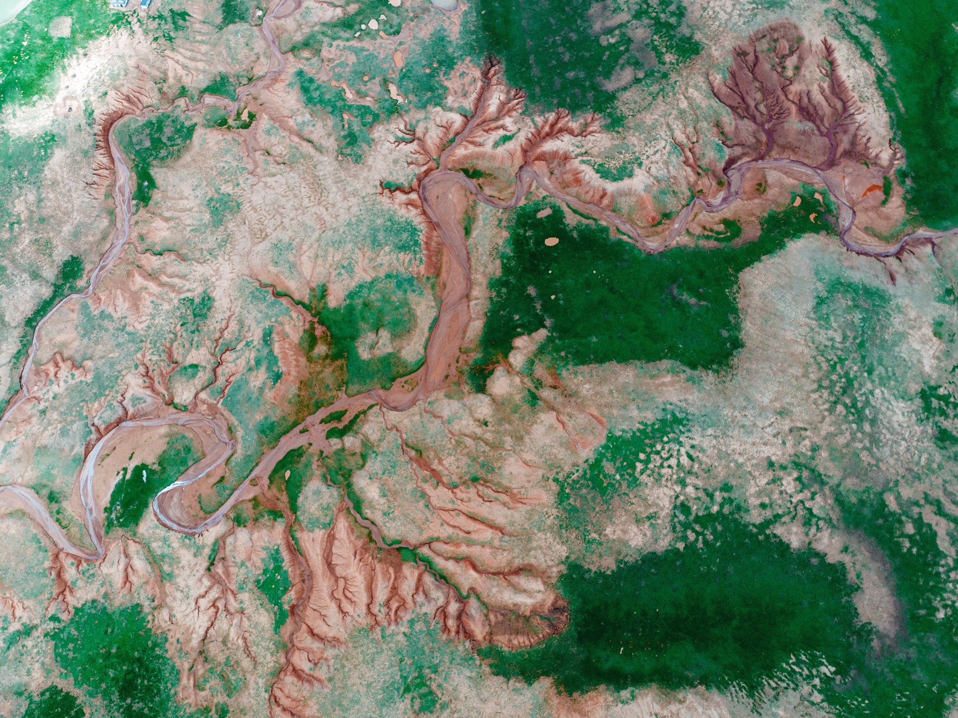 青海・三江源｜寻找《生命树》，赴一场中华血脉的源头之约