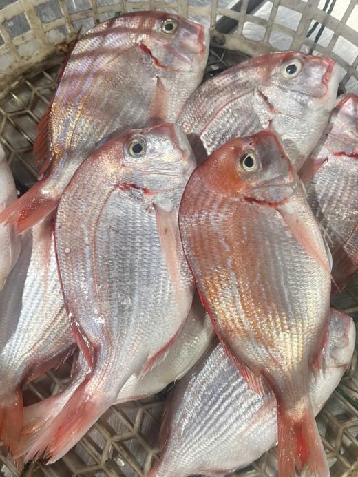 & 颜值很高[色]经济划算的海鱼🐠赤棕鱼，口感很细腻[强]清蒸酱油水非常好吃活冻 商品图1