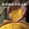 【清心湖甄选&全网比价】有机鲜芽金米（有机小米）5斤  保留胚芽和胚乳 当季新谷粗碾 富含膳食纤维 粗粮杂粮 香软稠黄 黏腻软糯 带盖包装好保存 商品缩略图0