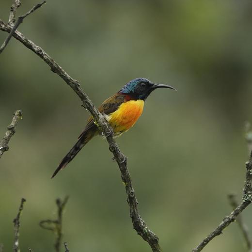 【暑假】康藤高黎贡 | 在毛毛球森林，看盛夏自然博物营 5天4晚 商品图7