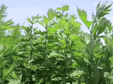 79元抢千元艾草藤席三件套，驱蚊除螨，睡着把湿气赶跑！