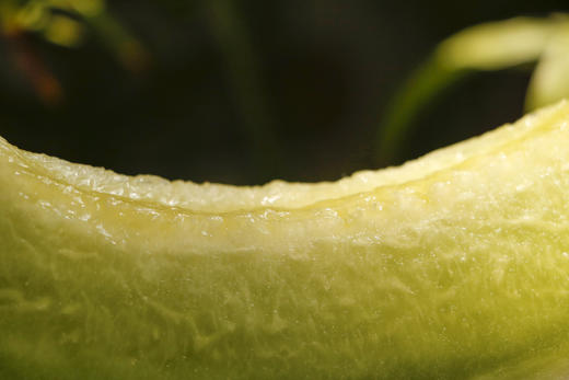 玉菇甜瓜家庭分享装 商品图4