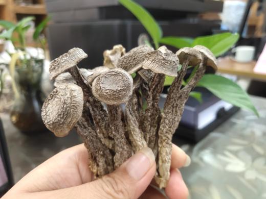 大后方中等鹿茸菇 60g【SCDY】 商品图4